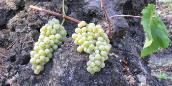 Agricultural biodiversity