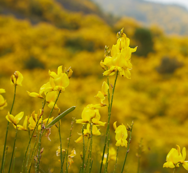 Il Ginestreto | Parco Nazionale del Vesuvio