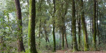 Maquis shrubland and the woods