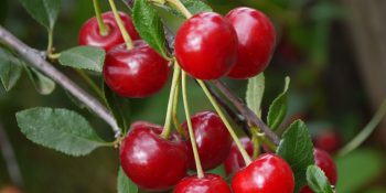 Mountain Cherry