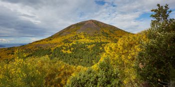 The birch thicket