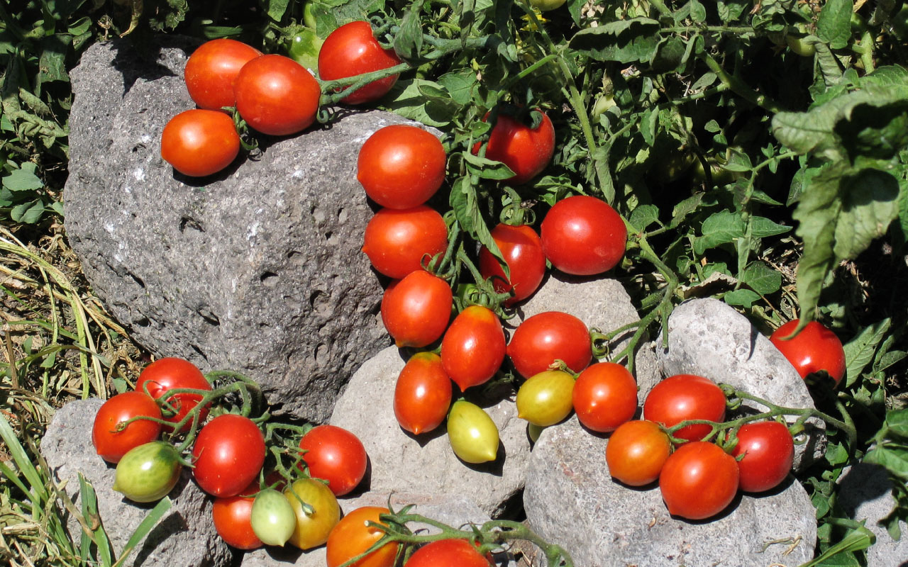 Agri-cultura, promozione della biodiversità e del territorio nelle aree protette