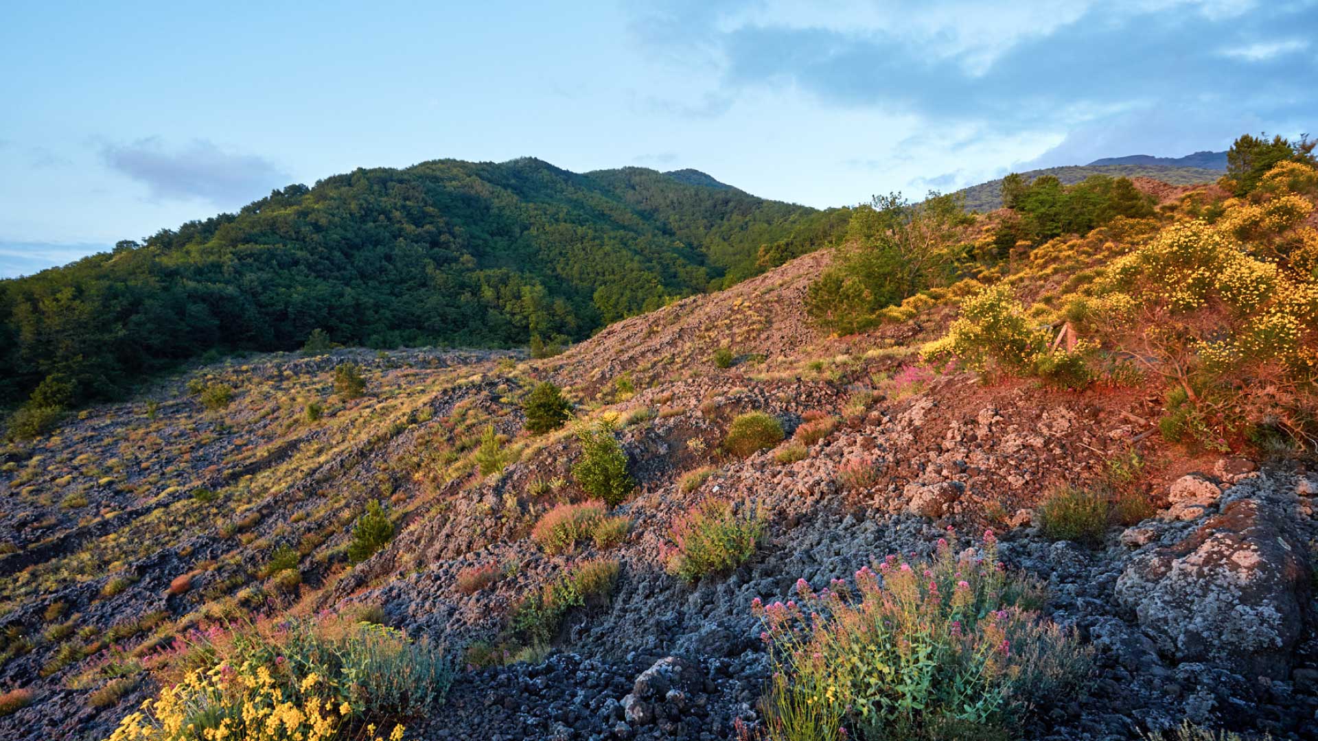 Area Protetta | Parco Nazionale del Vesuvio