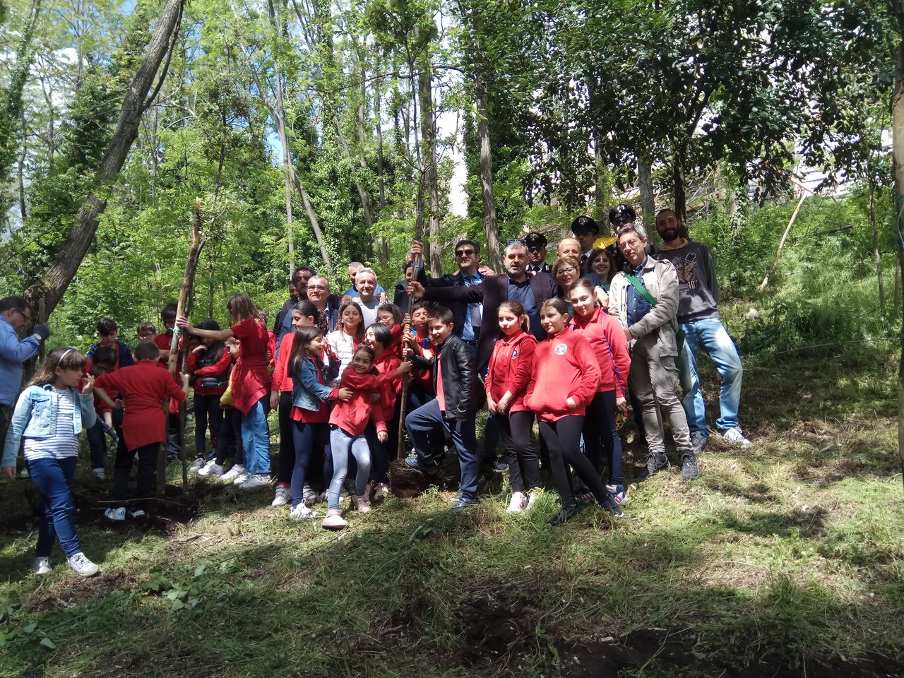 Piantumazione alberi di leccio nel Parco Nazionale del Vesuvio.