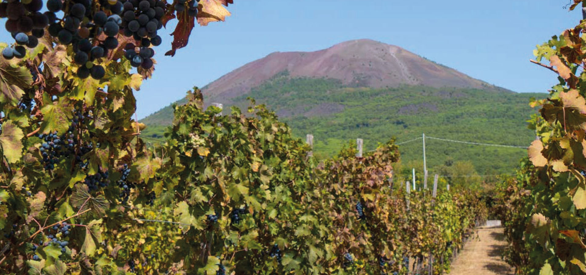 Guida ai Bandi del GAL | Ente Parco Nazionale del Vesuvio