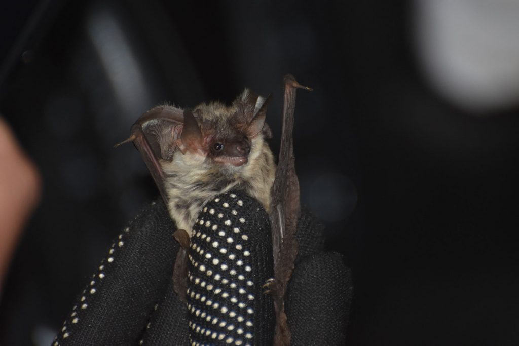 Pipistrello Orecchio Grigio del Vesuvio | Parco Nazionale del Vesuvio