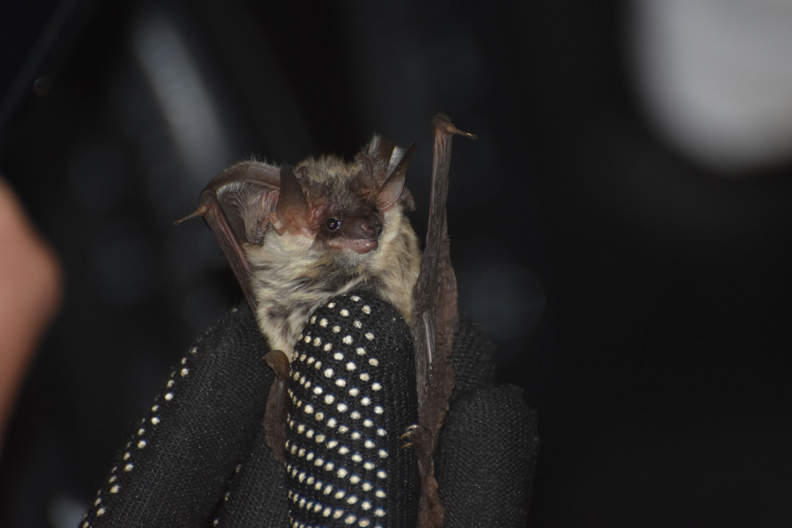 Pipistrello Orecchio Grigio del Vesuvio | Parco Nazionale del Vesuvio