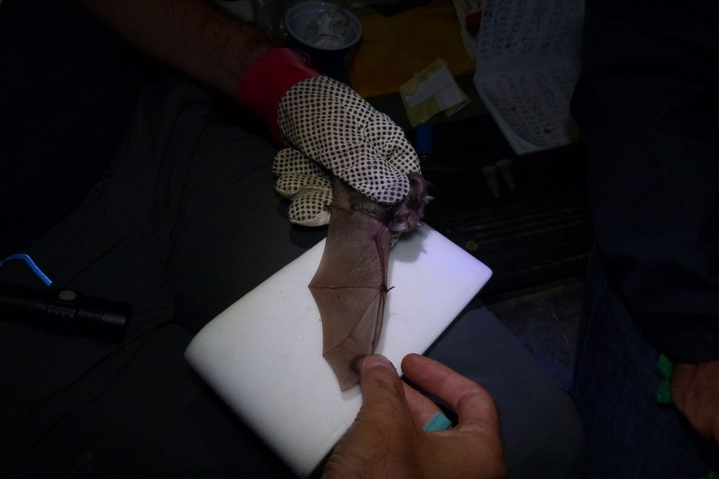 Pipistrello Plecotus | Parco Nazionale del Vesuvio