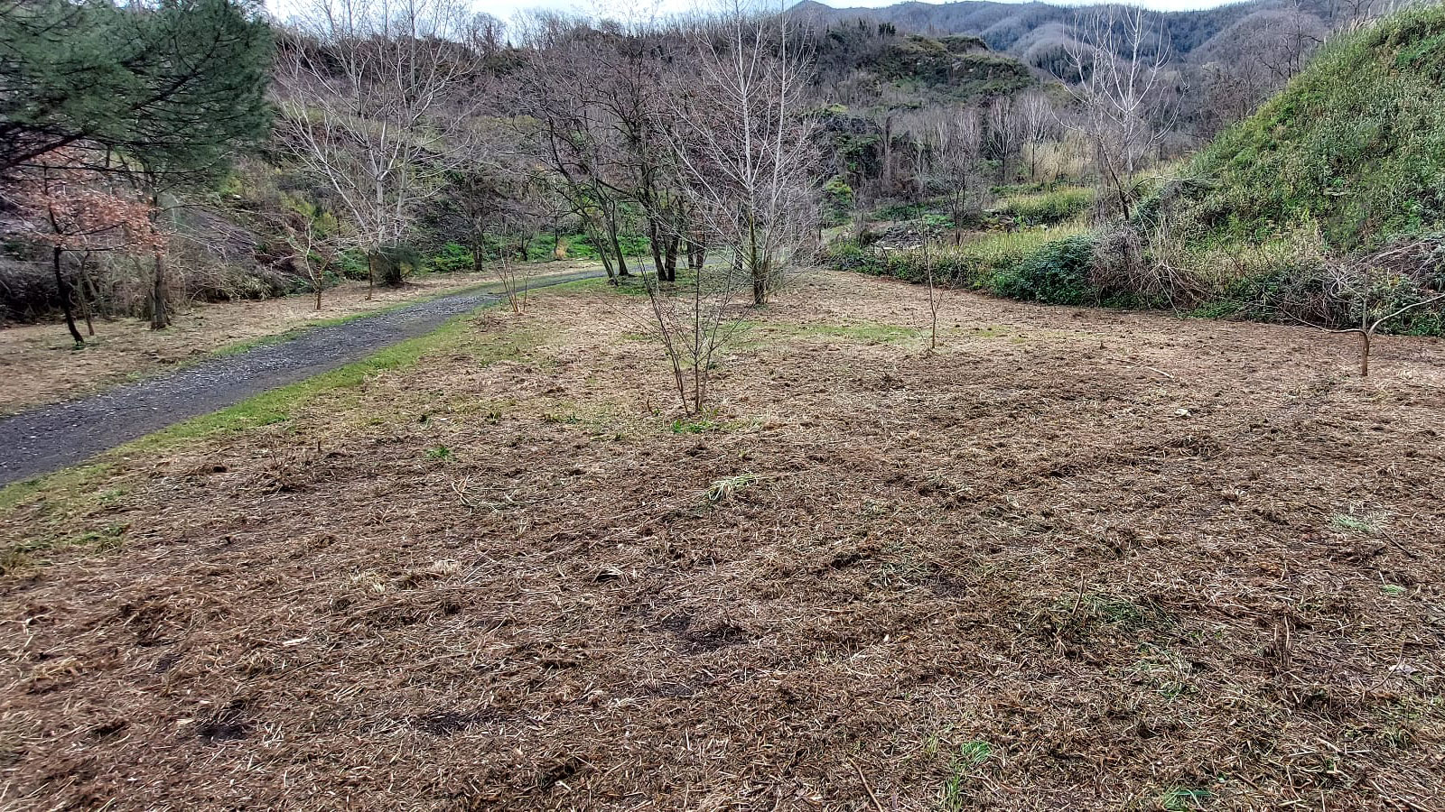 Inaugurazione a Pollena Trocchia "Il bosco degli amici cucciolotti"