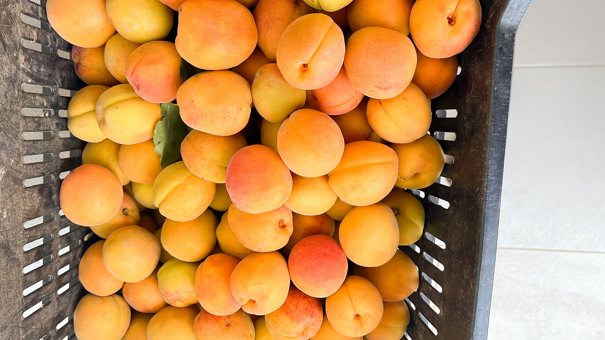 Avanzamento verso l’IGP Albicocca Vesuviana